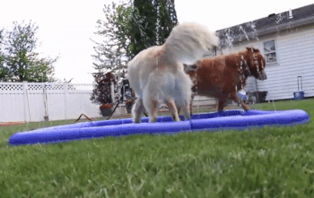 Sprinkler Splash Pad – Silly Doggo