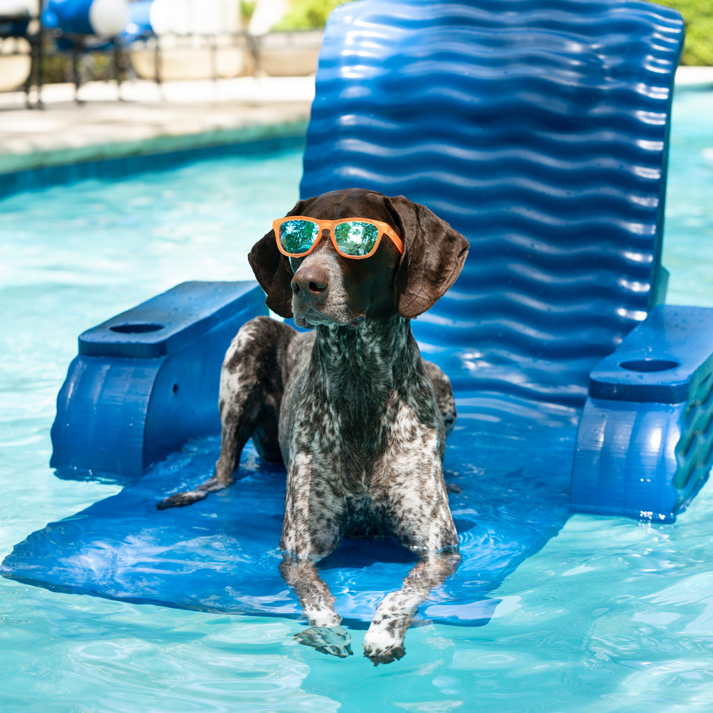 German short haired pointer wearing sunnies kids sunglasses in orange frame with blue reflective polarized lenses while lounging on a pool float.