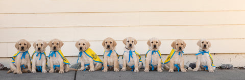 A photograph of puppies from canine companions