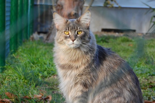 Do you have room for a Maine Coon? – Scrumbles: Natural Pet Food