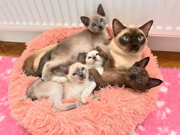 Tonkinese cats and kittens