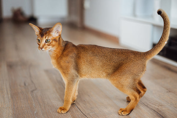 Abyssinian Cat Standing