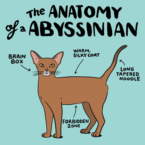 Scrumbles - Abyssinian Cat Anatomy