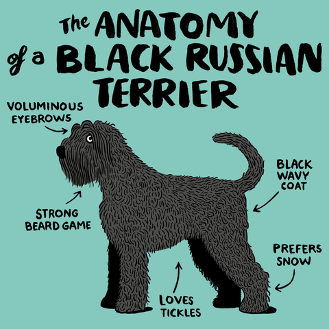 black Russian terrier