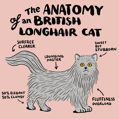 British long hair anatomy