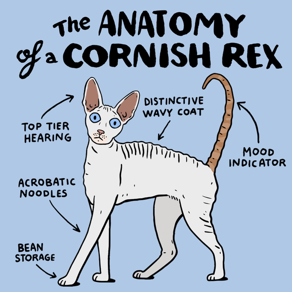 Cornish rex cat anatomy