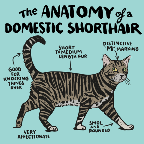 Anatomy of a domestic shorthair