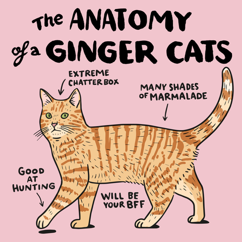 Ginger cat anatomy