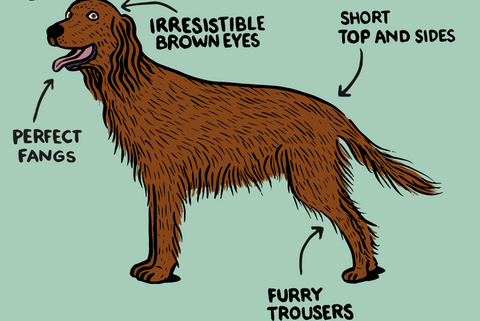 ANATOMY-IRISH-SETTER