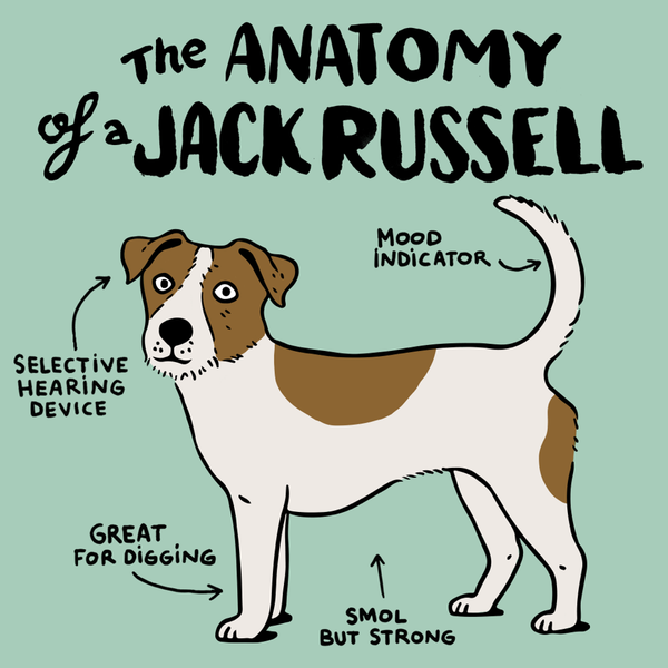 Jack Russell Terrier