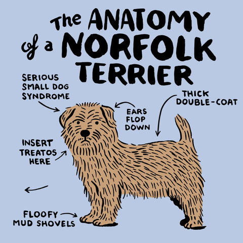 Norfolk Terrier Breed Guide Scrumbles Natural Pet Food
