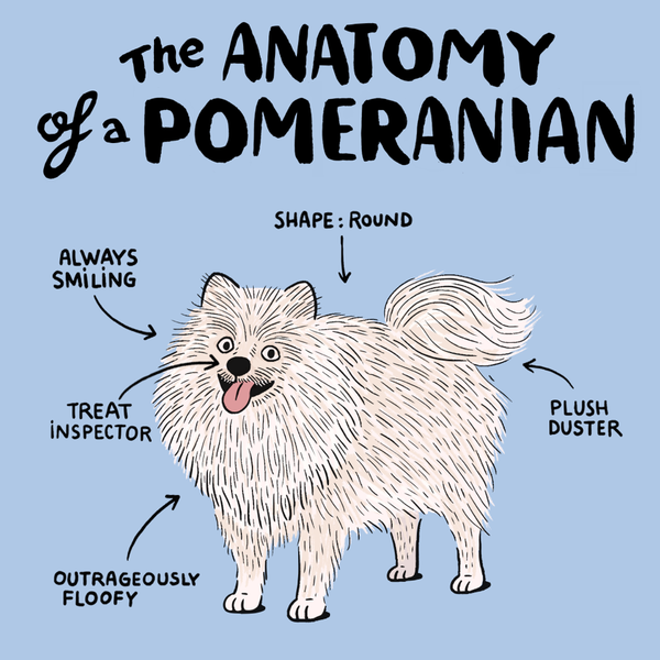 Pomeranian