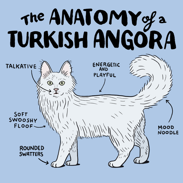 Turkish angora anatomy