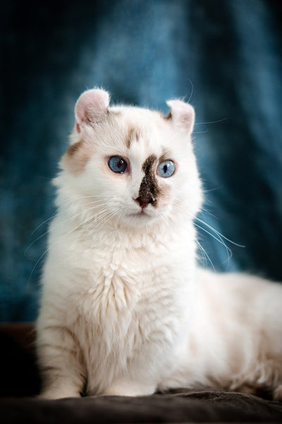 American curl cat sitting