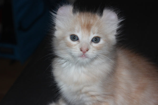 White American curl kitten