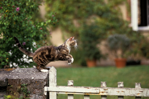 American Wirehair cat jumping in the garden