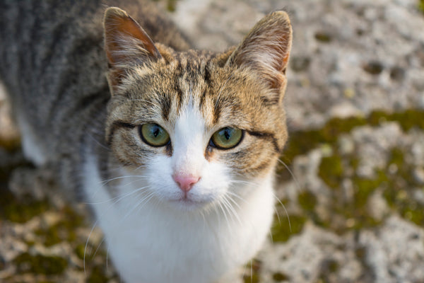 American Wirehair cat looking into the camera