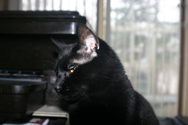 Bombay cat close up