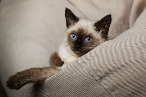 Balinese kitten with blue eyes cuddled up in a blanket