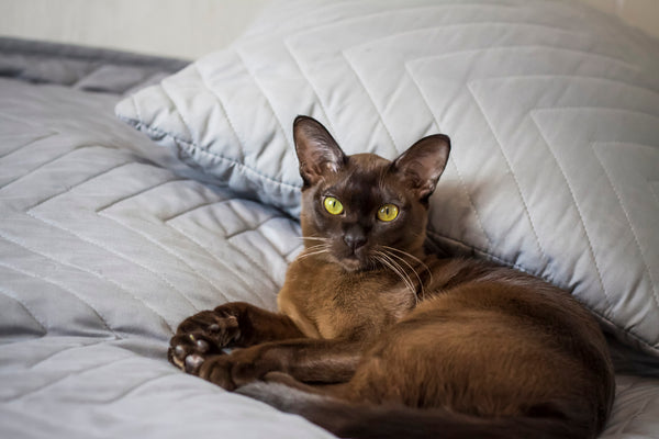 Burmese cat on the bed