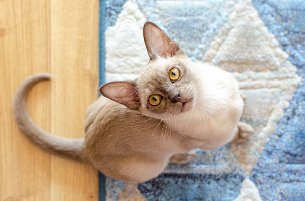 White and brown Burmese cat