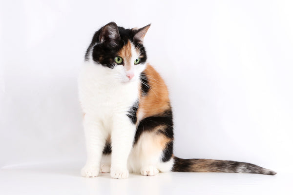 Calico cat standing up