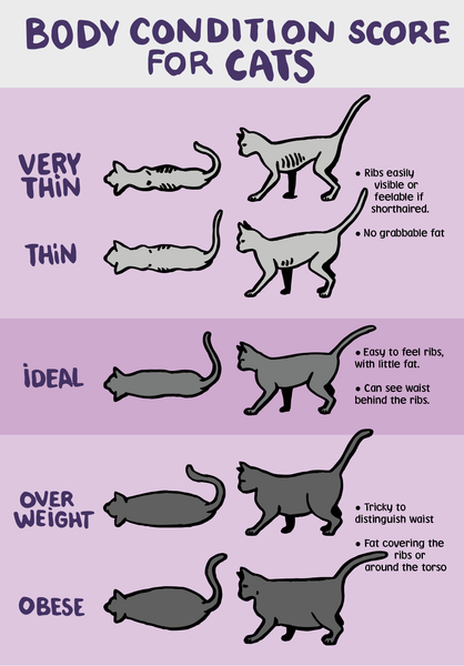 Is my cat overweight? 5 Ways to make sure your cat is a healthy weight
