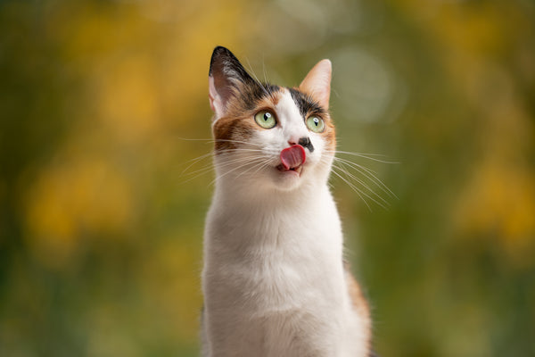 Calico cat licking lips