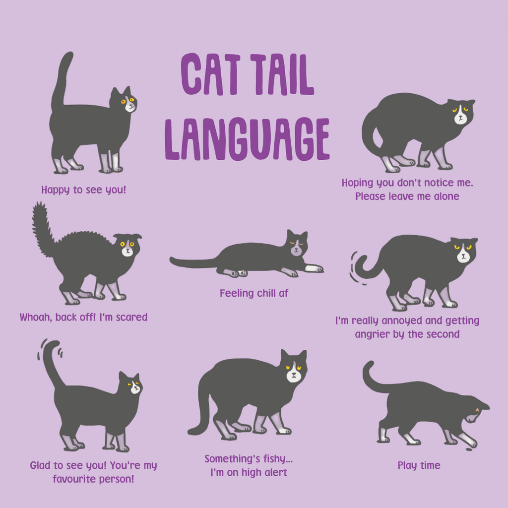 cat body language meaning tails