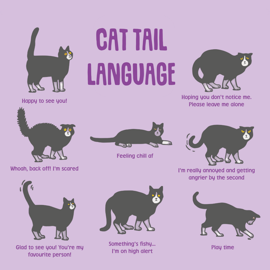 Cat Tail Language Explained