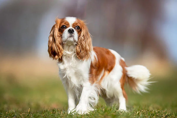 40 Small Dog Breeds