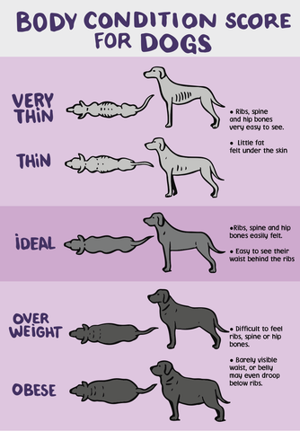 How Much Should You Feed Your Dog? [+ Canine BCS Chart]