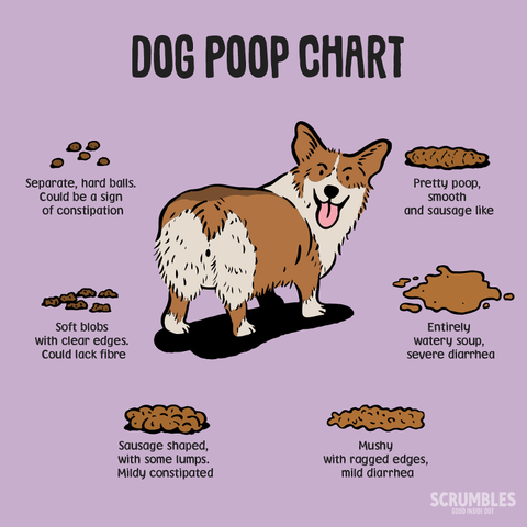 what does orange dog poop mean