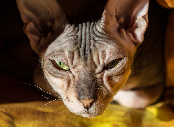 Donskoy Sphynx cat close up