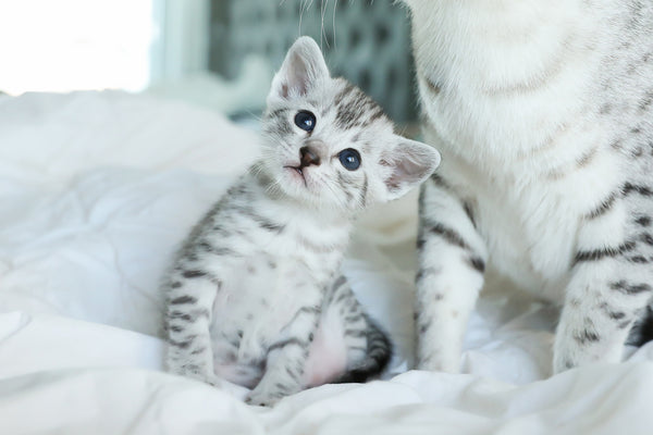 Egyptian Mau kitten cute image