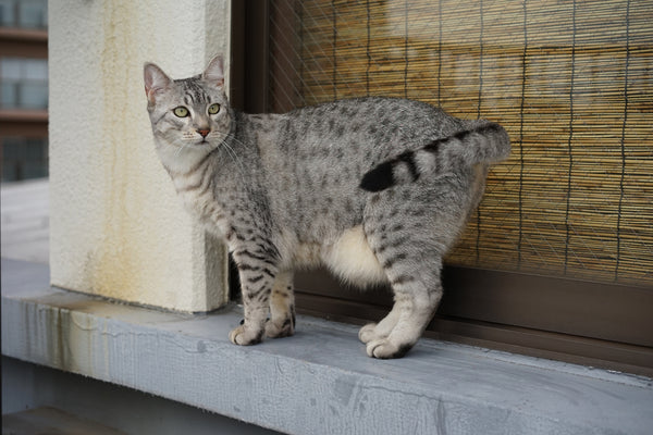 Egyptian Mau mother cat