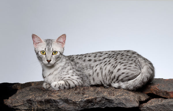 Egyptian Mau portrait image