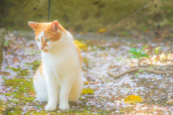 Ginger and white Japanese Bobtail cat