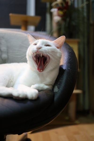 White Khao Manee cat yawning