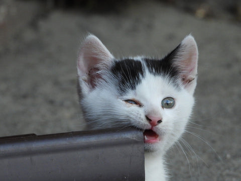 Kitten biting