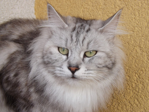 Grey kurilian bobtail cat close up