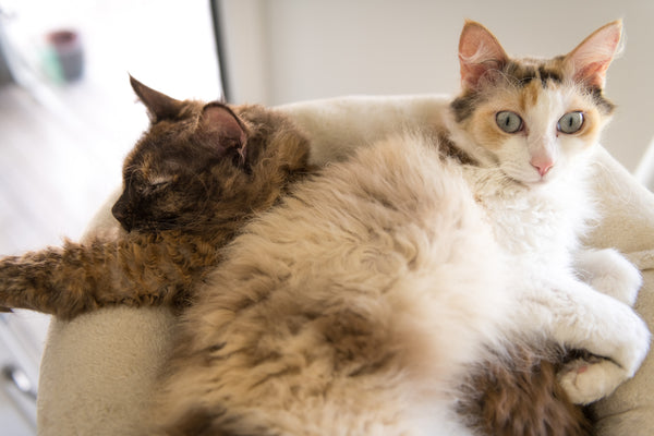 Two LaPerm cats sleeping in their bed