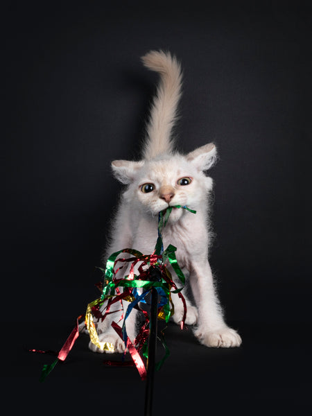 White LaPerm kitten with a toy