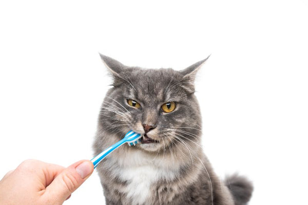 Brushing a Cats Teeth