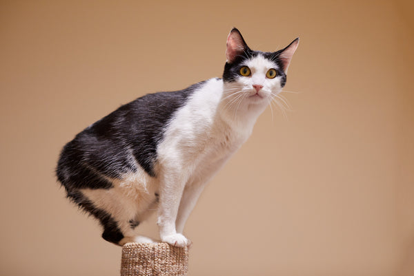 Manx cat on a scratching pole