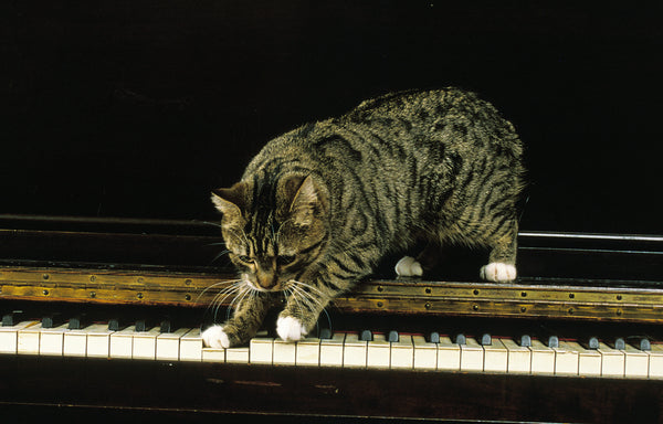 Manx cat playing the piano