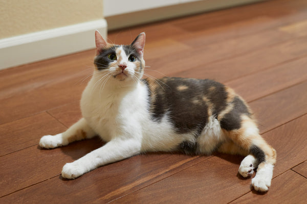 Calico manx cat lying down and looking at the camera