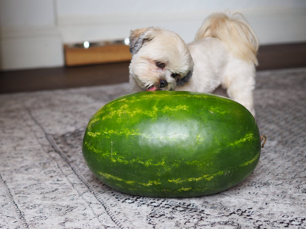 Can dogs eat watermelon