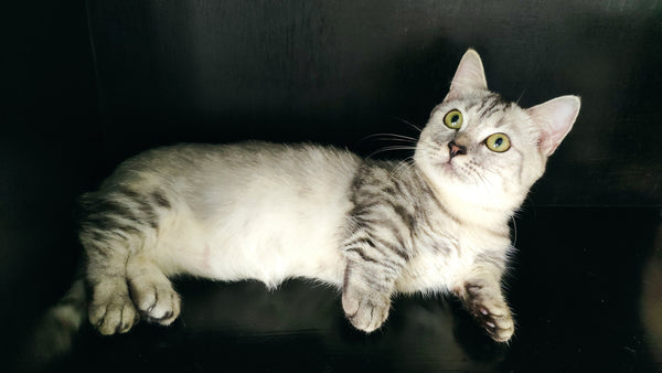 Grey and white Munchkin cat lying down with a black background