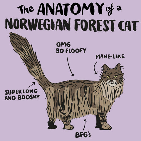 Anatomy of a Norwegian forest cat